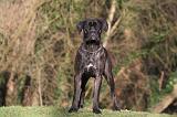 CANE CORSO 1372